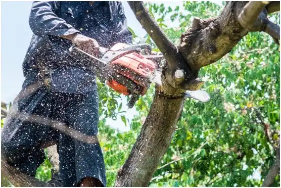 tree services Mount Jewett